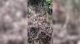 Sumatran tiger makes rare appearance in front of locals in Indonesia