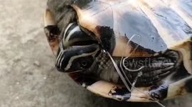 Baby turtle with fishing hook stuck in mouth saved by locals in Thailand