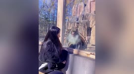 Amusing moment monkey is scared by woman tapping on enclosure glass at Chinese zoo