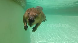 Busy beaver has a blast swimming