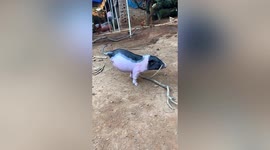 Pig born with 2 legs in southern China has learnt to walk on its front limbs