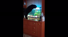 Baki cat watches fish, Perm Krai, Russia