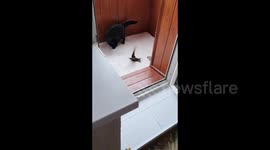 Cat caught a bird on the balcony, Perm Krai, Russia