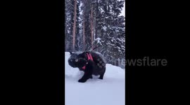 Black cat confidently walks through the snow, Perm krai