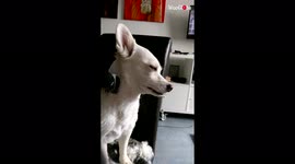 Adorable dog feels sleeping during grooming session