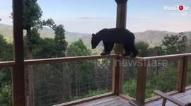 Hungry bear startles family by climbing onto Tennessee lodge balcony in search of food