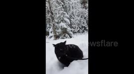 A cat walks in the snow in winter and shares his impressions, Perm Krai, Russia