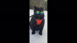 Cat walks in sunglasses, Perm Krai, Russia