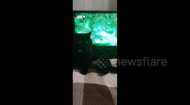 Cat fell out of bed, funny video from Perm Krai, Russia