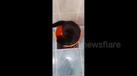 Cat climbs into laundry basin, Perm Krai, Russia