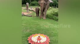 Adorable baby elephant destroys his grandmother’s cake in Thailand