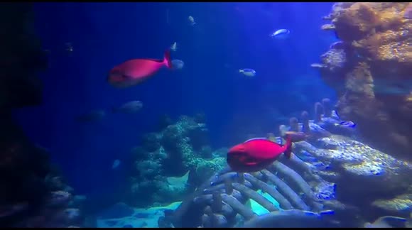Stingrays and fish swam over at the Manchester Aquariums fish tanks