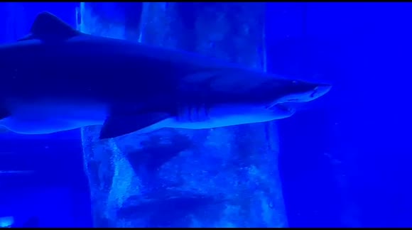 Sharks swimming with loads of different fish at Manchester aquarium