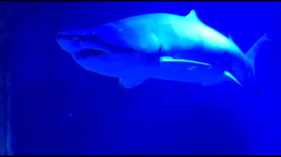 Shark swoops past at the Manchester Aquarium