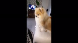 The owner asks her dog if he ate sour cream, Mogilev. Belarus