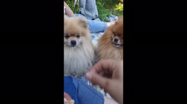 Two cute pomeranians on a picnic, Mogilev, Belarus