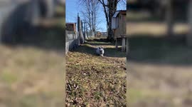Bunny rescued from fur farm where owners used to pull out his hair to sell