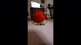 The dog is mildly sad, Mogilev, Belarus