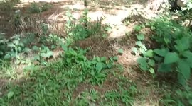 Pine tree at so called little baguio of Negros Occidental