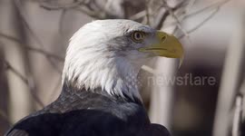 Incredible recovery of a bald eagle after a severe wing injury
