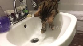 Ella the Bengal cat must catch the water going down the drain, but it having a difficult time doing so