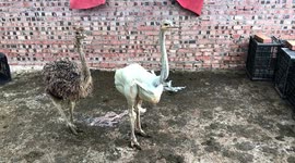 Featherless ostrich spotted on farm in southern China