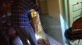'Daredevil smartly catches snake in a house without hurting it '