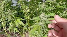 Marijuana Growing in Backyard Garden United States of America