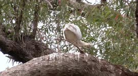 Young Yellow-billed Spoonbill in its nest preens, yawns and stretches