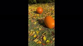 French bulldog dressed as a pig for Halloween