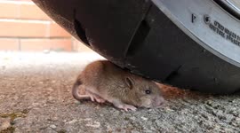 Cute baby Rat seeks shelter under motorcycle from nearby predator