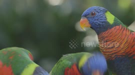 The stunning Lorikeets double up in size at the San Diego Zoo