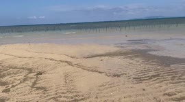 Japan: Pumice Stones Washed Ashore From Ogasawara Submarine Volcano To Okinawa 5