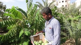 Palestinian farmer Ramadan Ishtawy, 56, picks custard-apple, or Sugar-apple (Annona squamosa)
