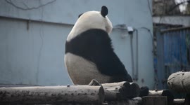 Cute Giant Panda From Beijing Zoo In China Sits Like A Human