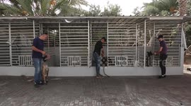 Palestinian man Wael Mohnaa, 35, reacts during dogs training, in Gaza city