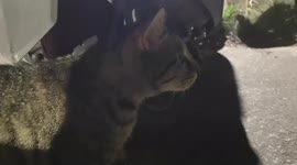 Funny/A stary cat keeps murmuring like a human very clearly and loud