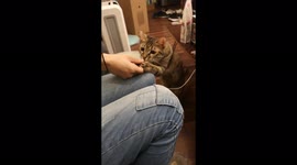 Cute/I am feeding my greedy cat with snacks in my house.