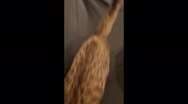 Cute/cat grooming on the sofa , getting angry and fight with me