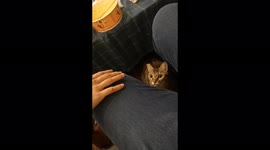 Cute/My cat shows her predator instinct and is trying to hunt my finger.