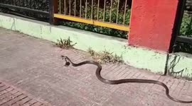 Vicious snake slithers away with mouthful of mouse in central India