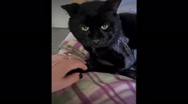 Kitty dubbed 'Frankenstein's cat' after op to save leg with piece from abdomen