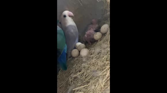 Lovebird owner documents her pets' growth from birth to 2 months old