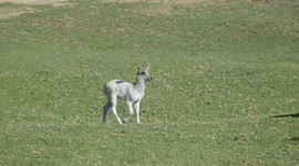 Waterbuck with white coat is the first leucistic animal to be born at San Diego Zoo