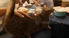 Cute/my adorable tabby cat is sitting on my lap and really enjoys patting.