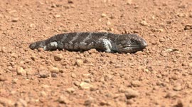 Basking Bobtail Lizard objects to being disturbed – hissing and gaping, showing its blue tongue.