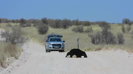 Ostrich taking a breather in the middle of the road.
