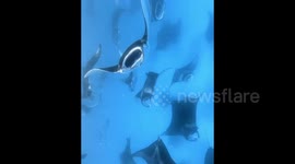 Diving among stingrays, a fascinating sight from the Maldives