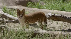 Eight Chinese dholes, an unusual type of wild dog, seen at San Diego Zoo