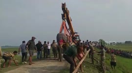 Wild elephant separated from herd, gets captured using crane in eastern India